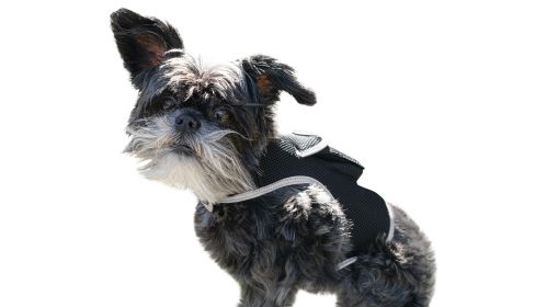 Mini Dog GPS Collar GSM Tracker w/ Live/SMS-based Tracking System Size:L